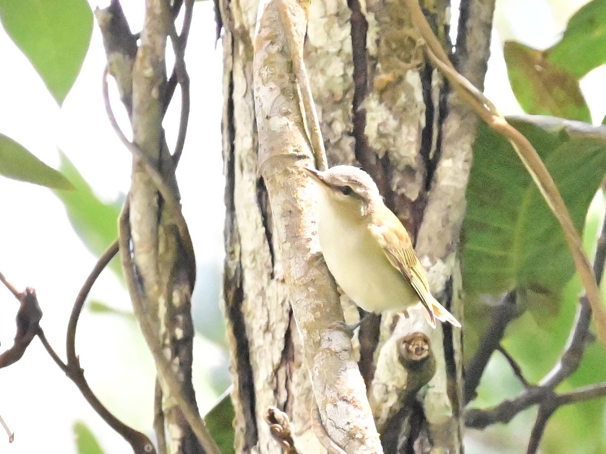 Kızıl Gözlü Vireo - ML642692815