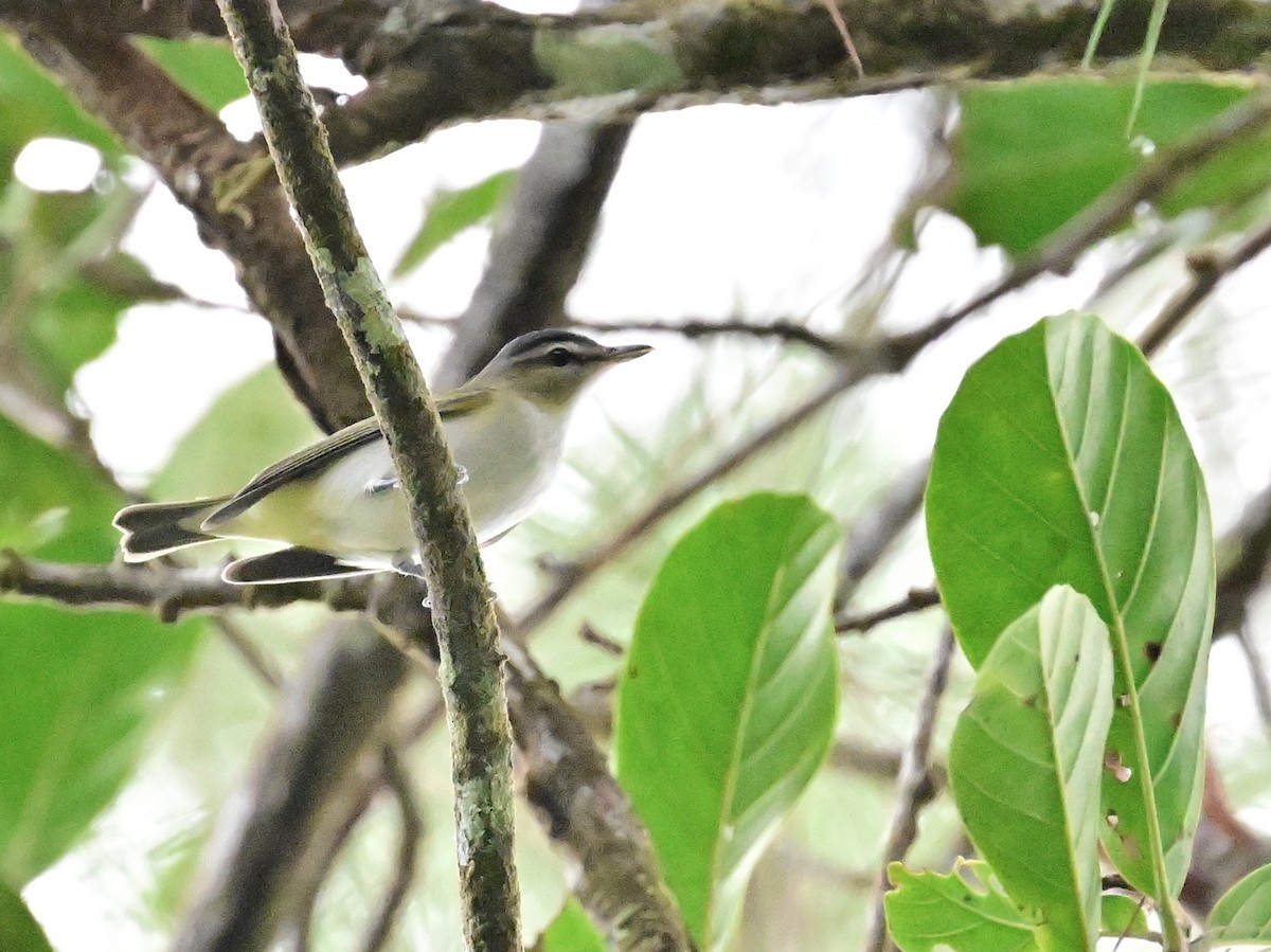 Kızıl Gözlü Vireo - ML642692816
