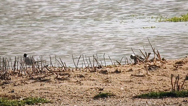 Least Tern - ML642692818