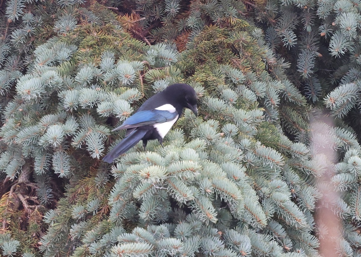 Black-billed Magpie - ML642692820