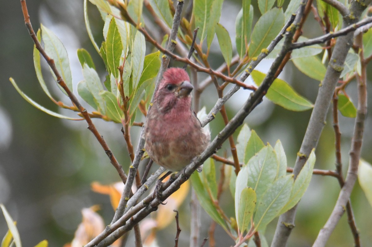 Purple Finch - ML642692821