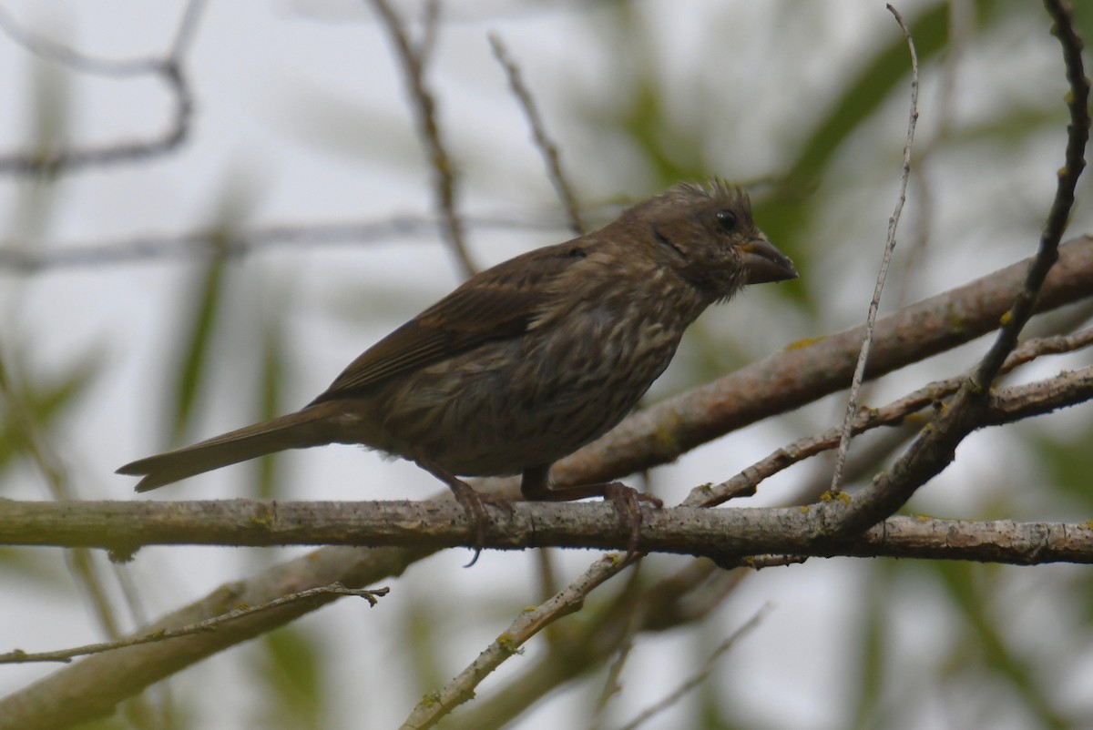 Purple Finch - ML642692822
