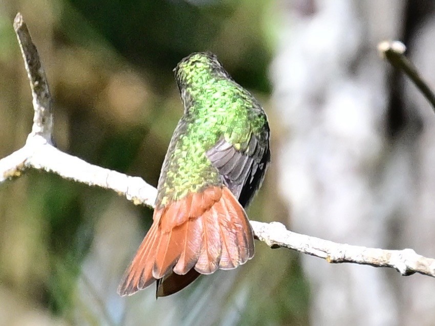 Rufous-tailed Hummingbird - ML642692826