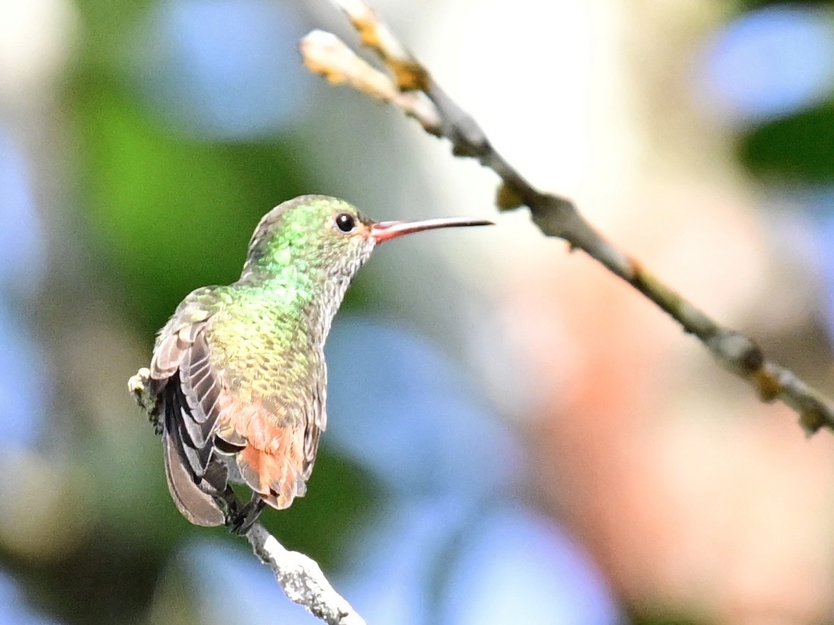 Rufous-tailed Hummingbird - ML642692827