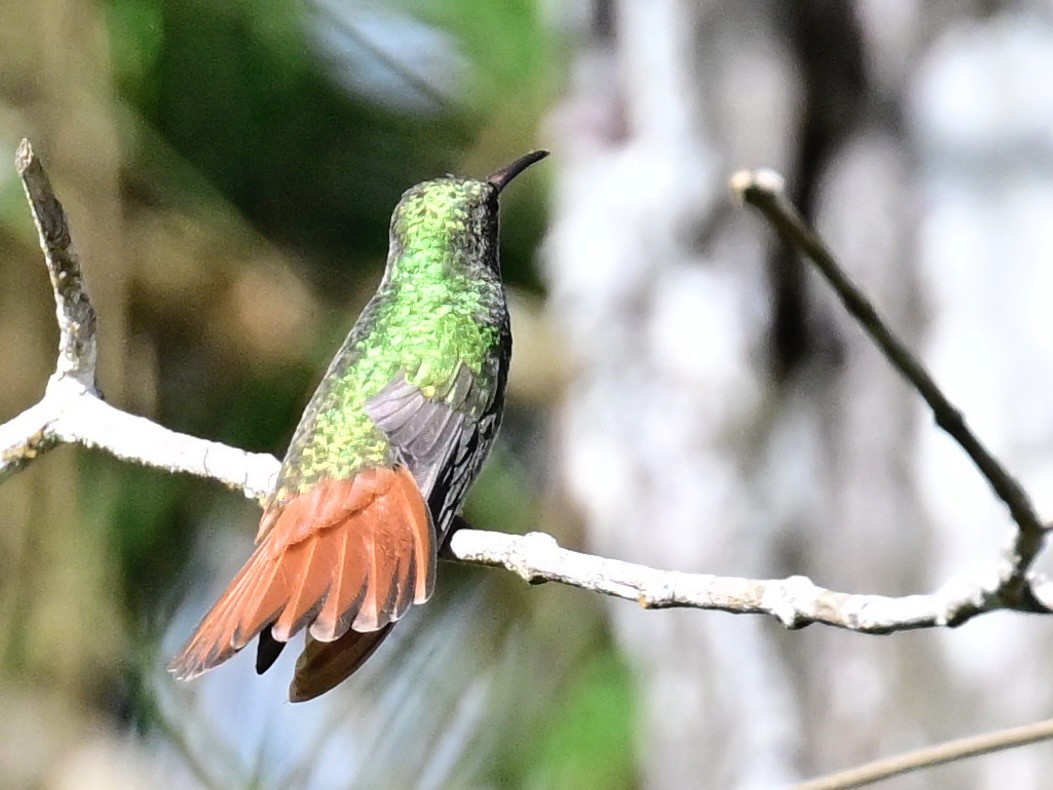 Rufous-tailed Hummingbird - ML642692828