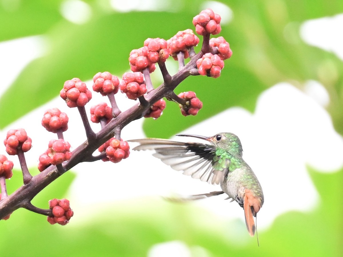 Rufous-tailed Hummingbird - ML642692829