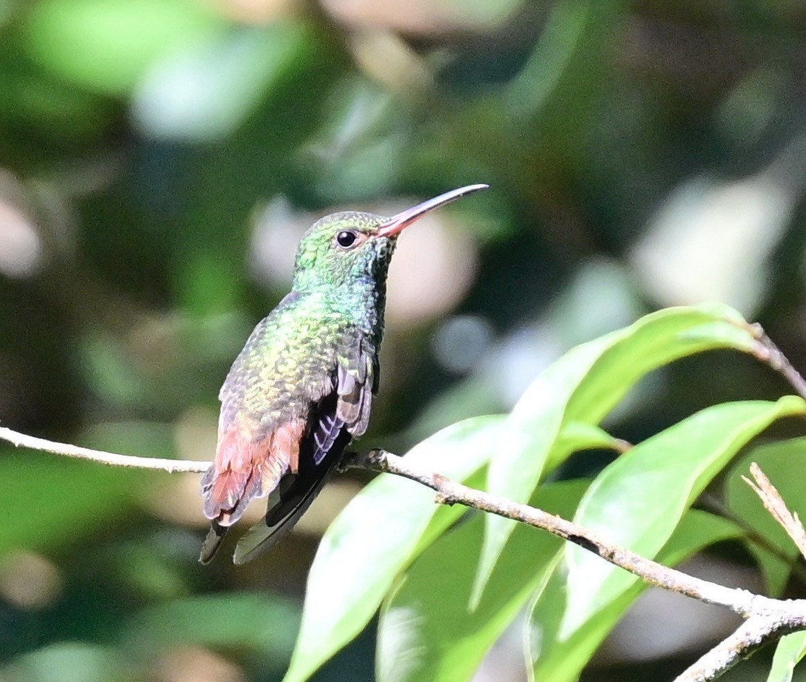 Rufous-tailed Hummingbird - ML642692830