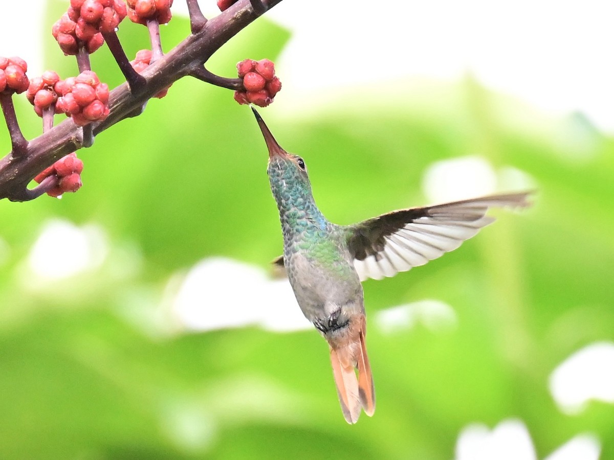 Rufous-tailed Hummingbird - ML642692831
