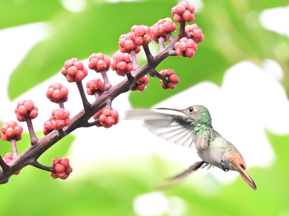 Rufous-tailed Hummingbird - ML642692832