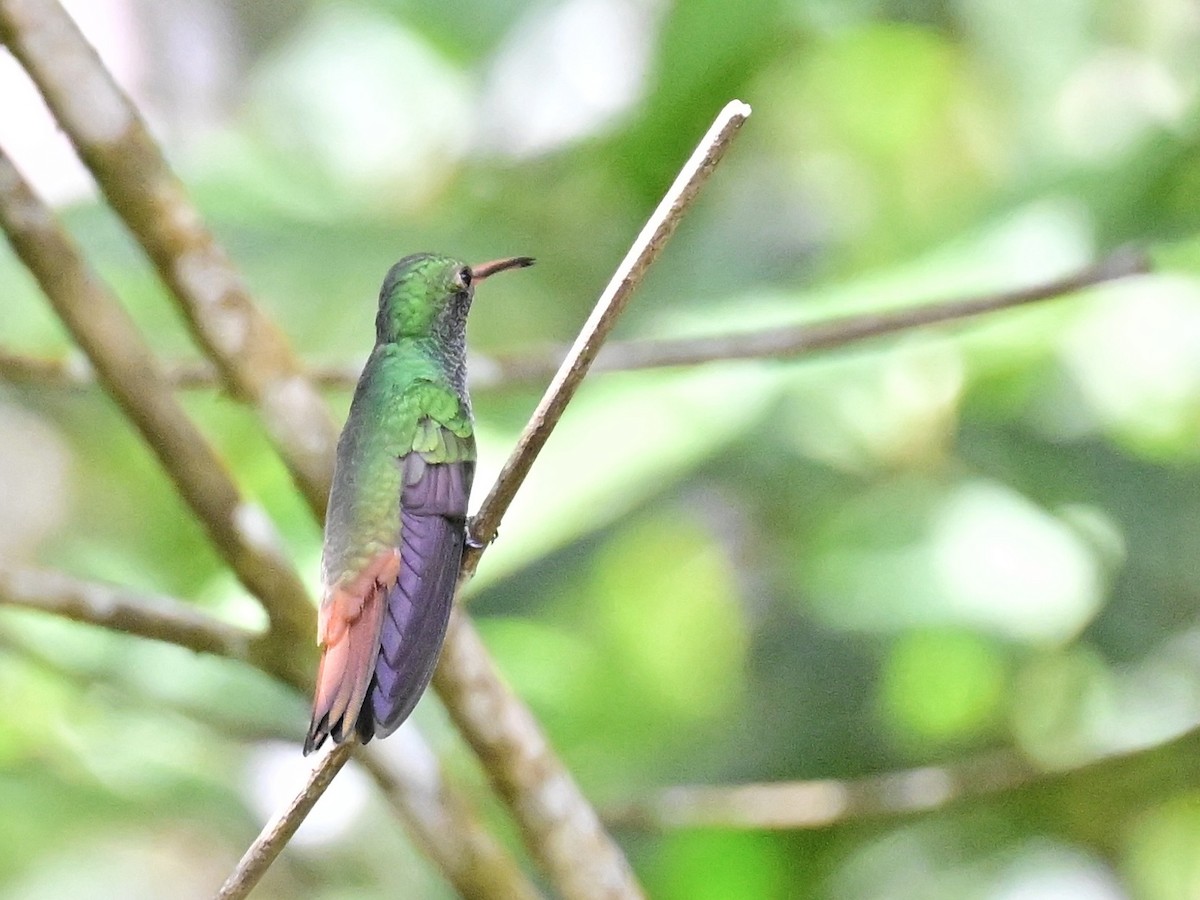 Rufous-tailed Hummingbird - ML642692833