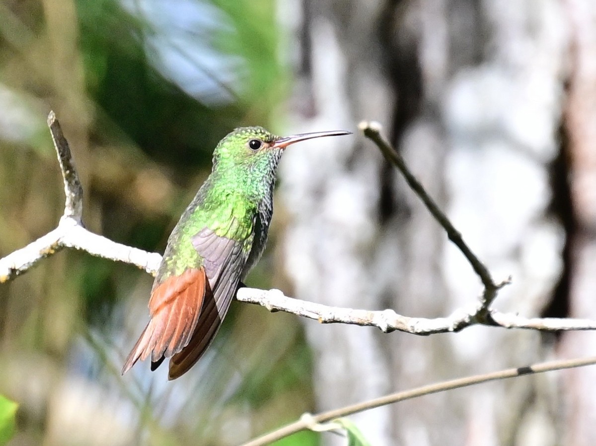 Rufous-tailed Hummingbird - ML642692834