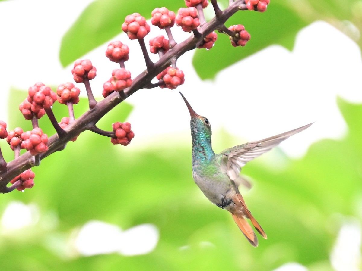 Rufous-tailed Hummingbird - ML642692835