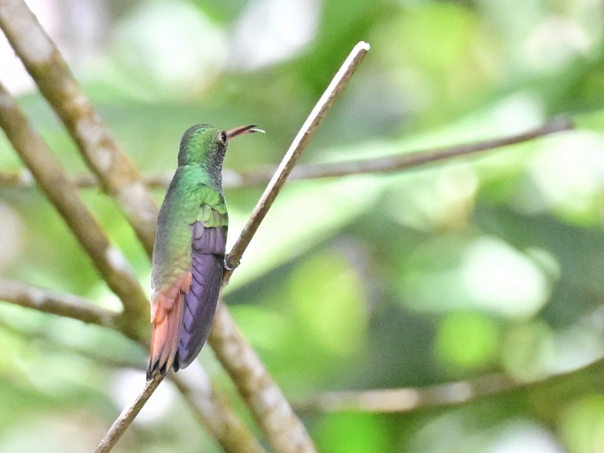 Rufous-tailed Hummingbird - ML642692836