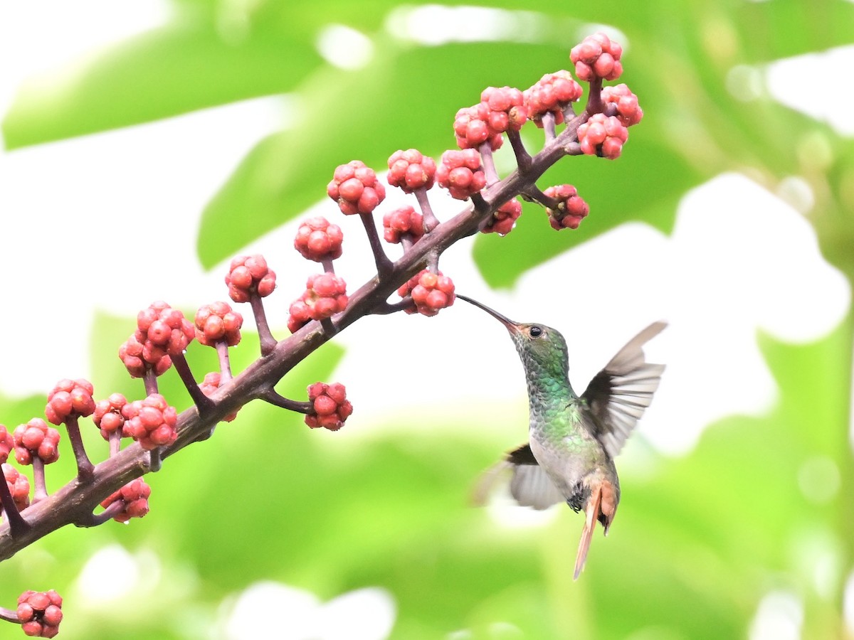 Rufous-tailed Hummingbird - ML642692837