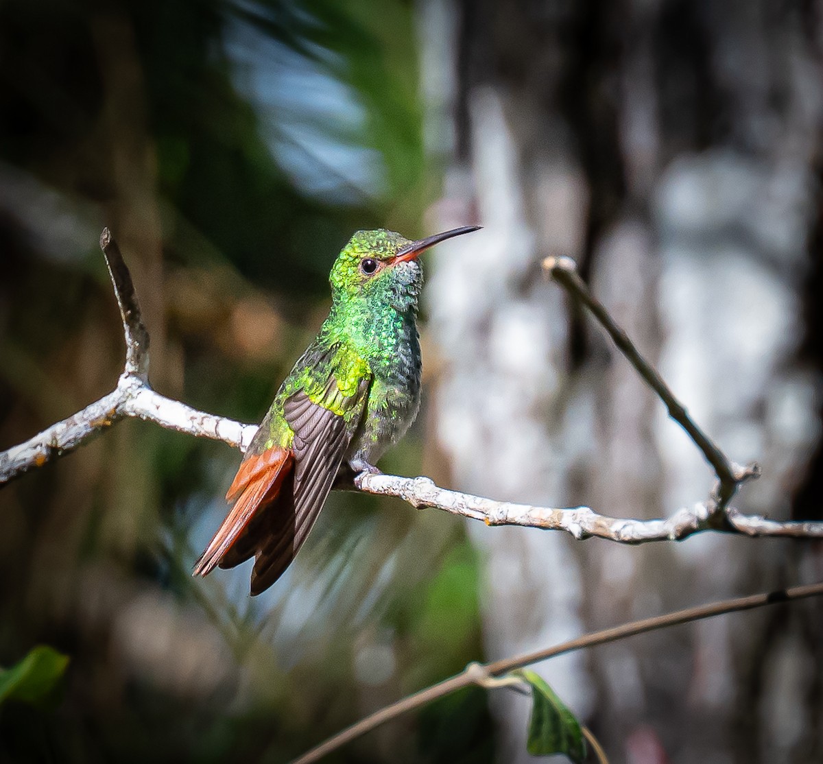 Rufous-tailed Hummingbird - ML642692838