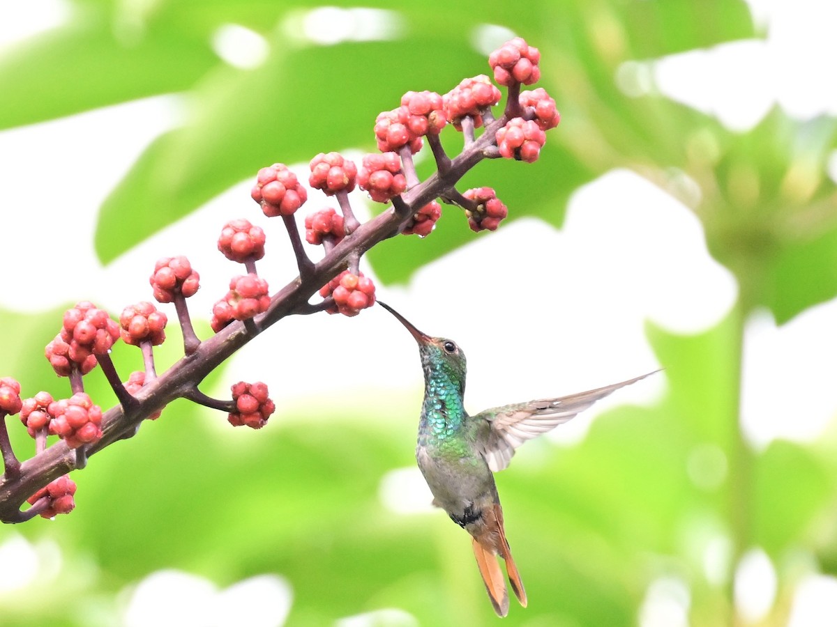 Rufous-tailed Hummingbird - ML642692839