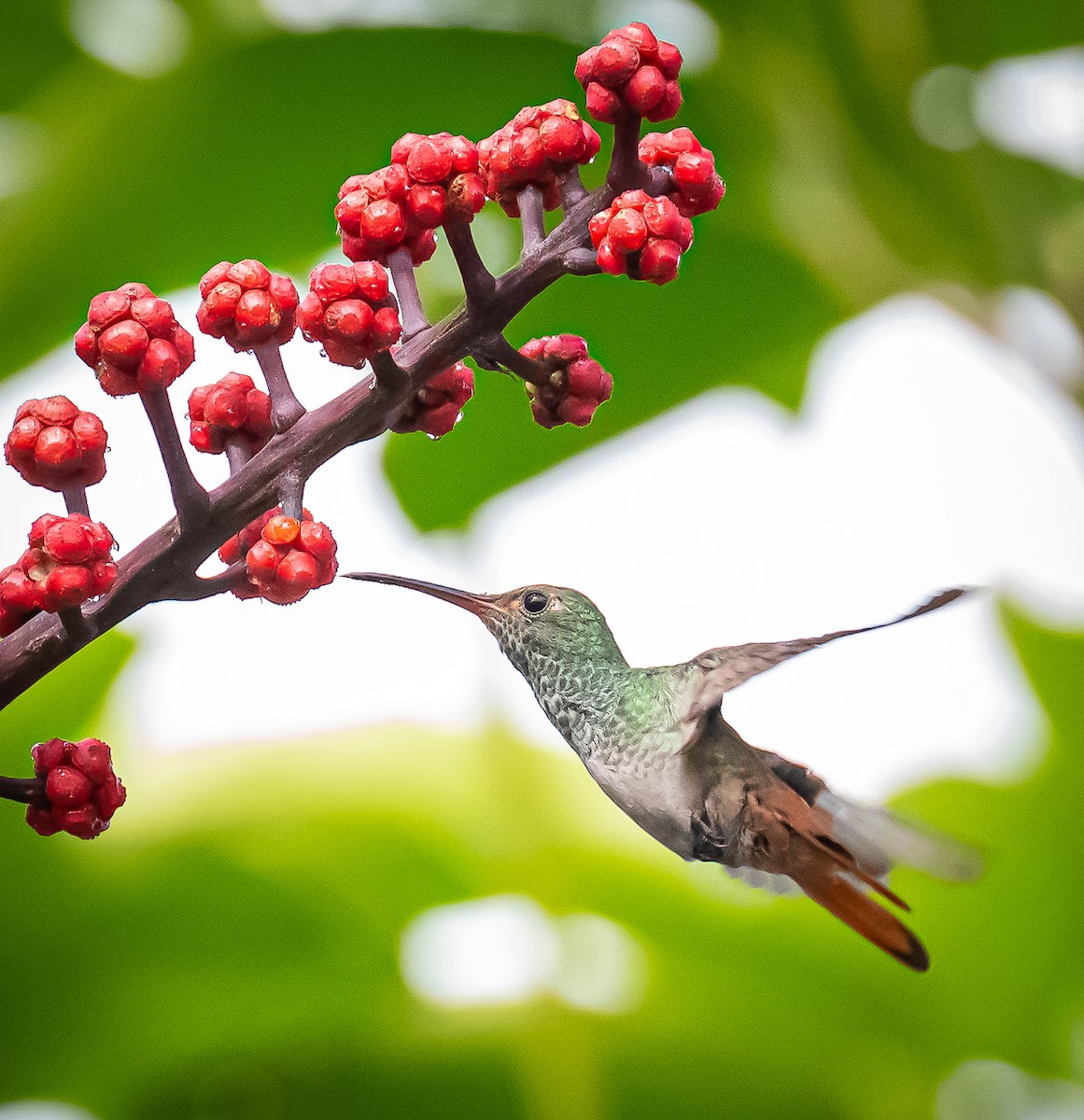 Rufous-tailed Hummingbird - ML642692841