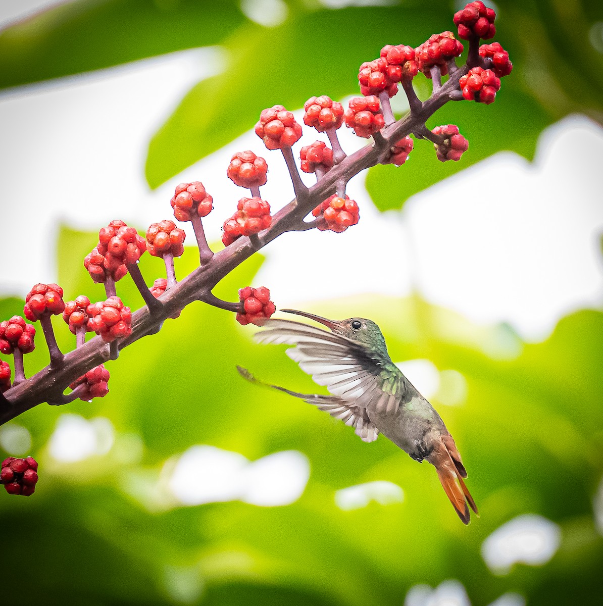 Rufous-tailed Hummingbird - ML642692842