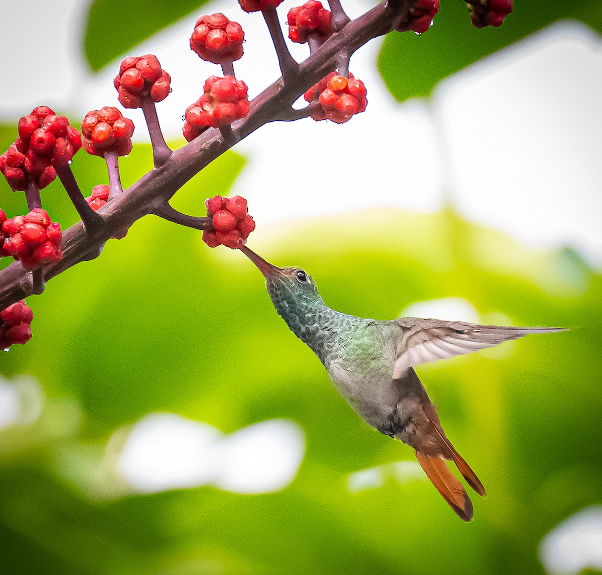 Rufous-tailed Hummingbird - ML642692843