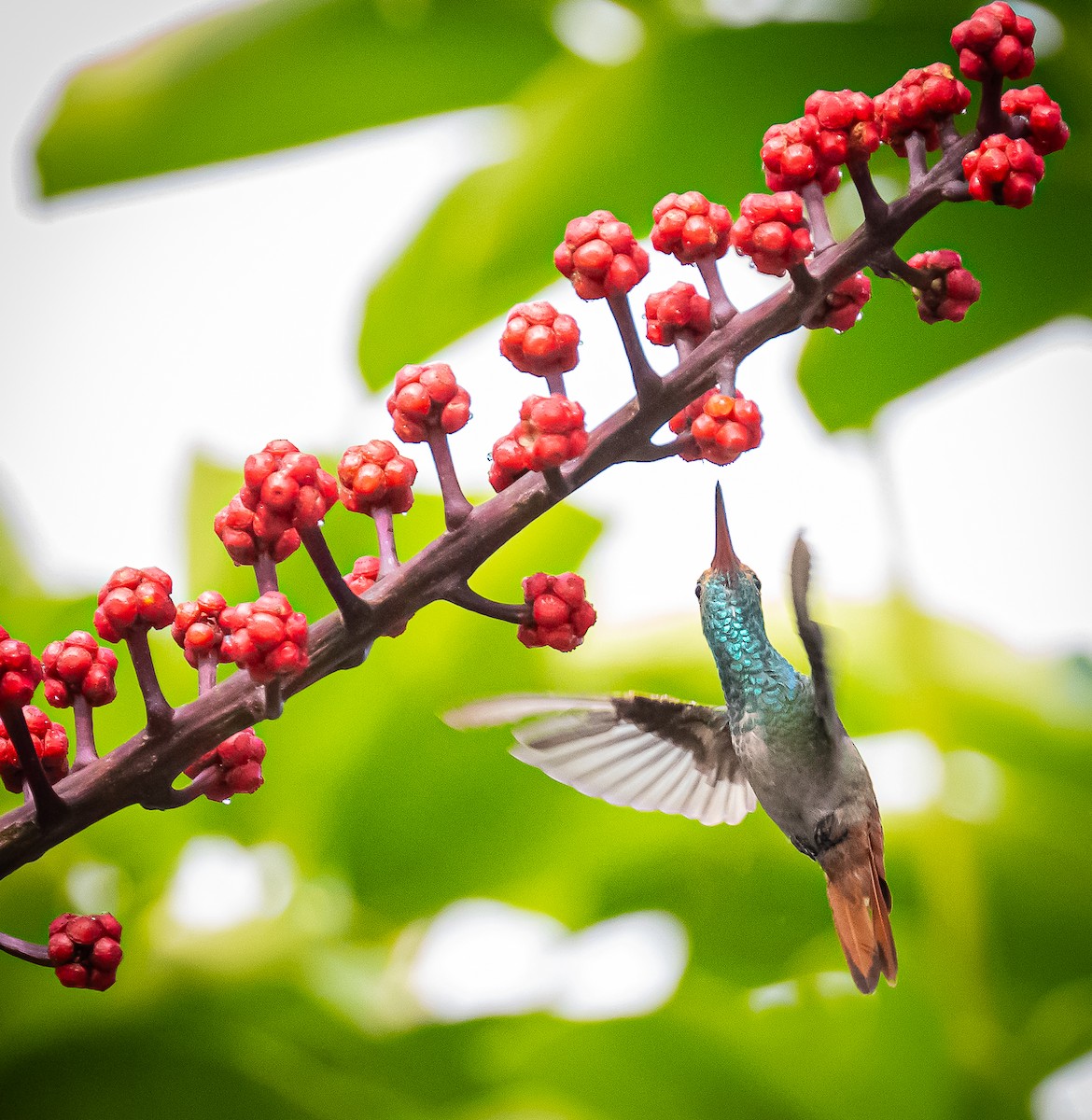 Rufous-tailed Hummingbird - ML642692844
