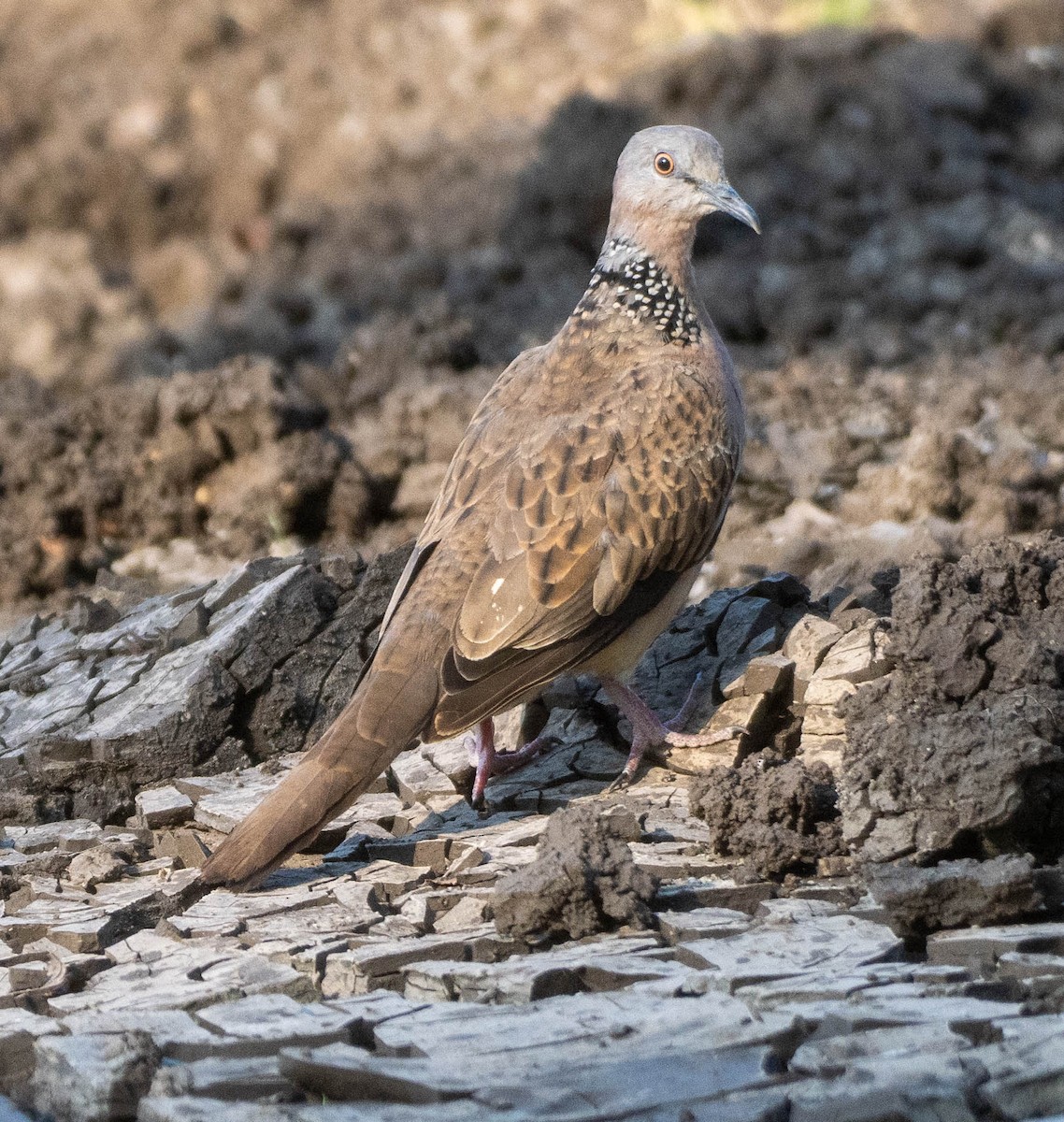 Spotted Dove - ML642692847