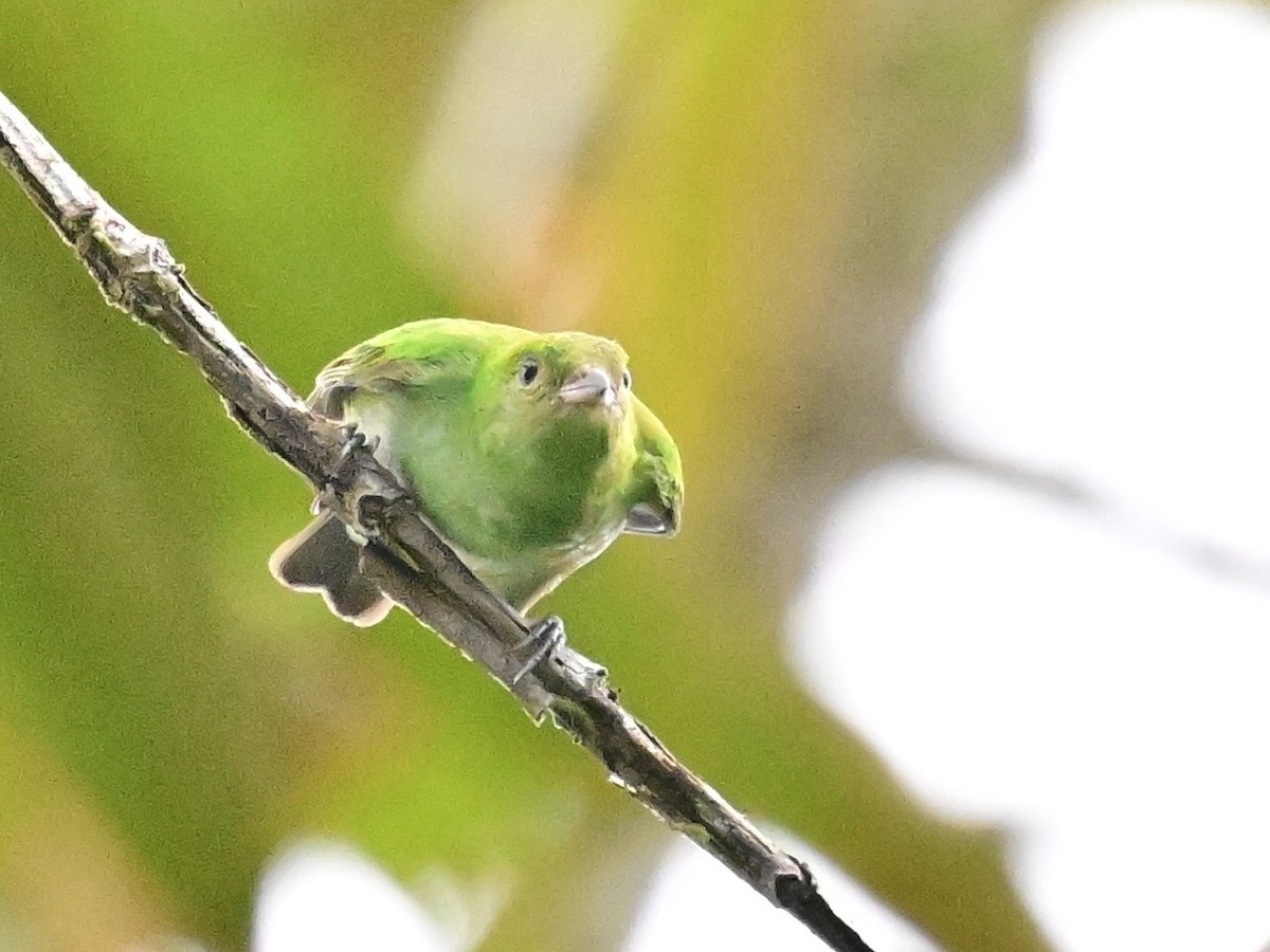 Rufous-winged Tanager - ML642692852
