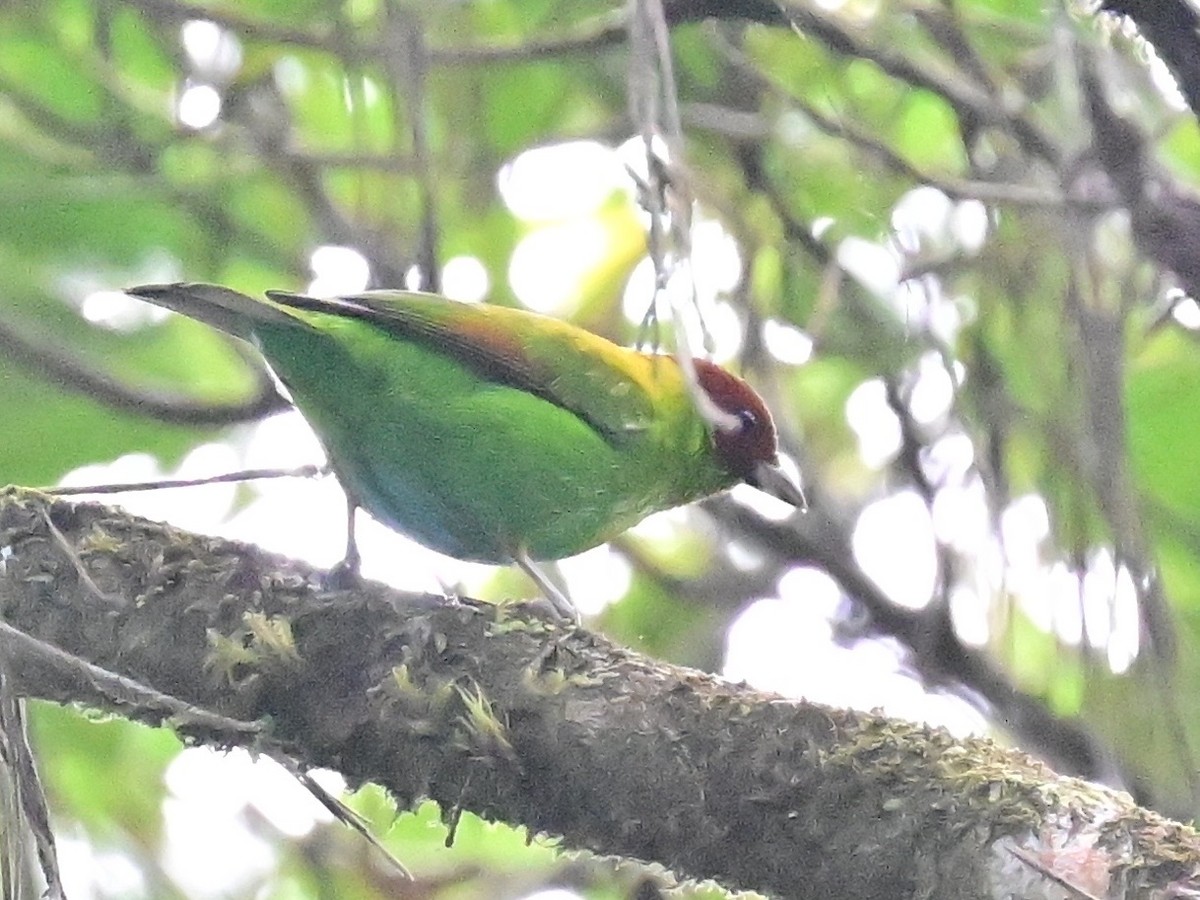 Rufous-winged Tanager - ML642692853