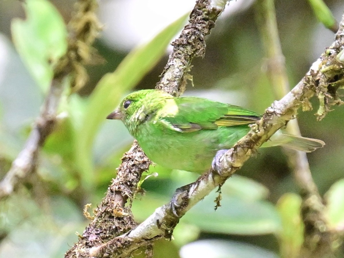 Rufous-winged Tanager - ML642692854