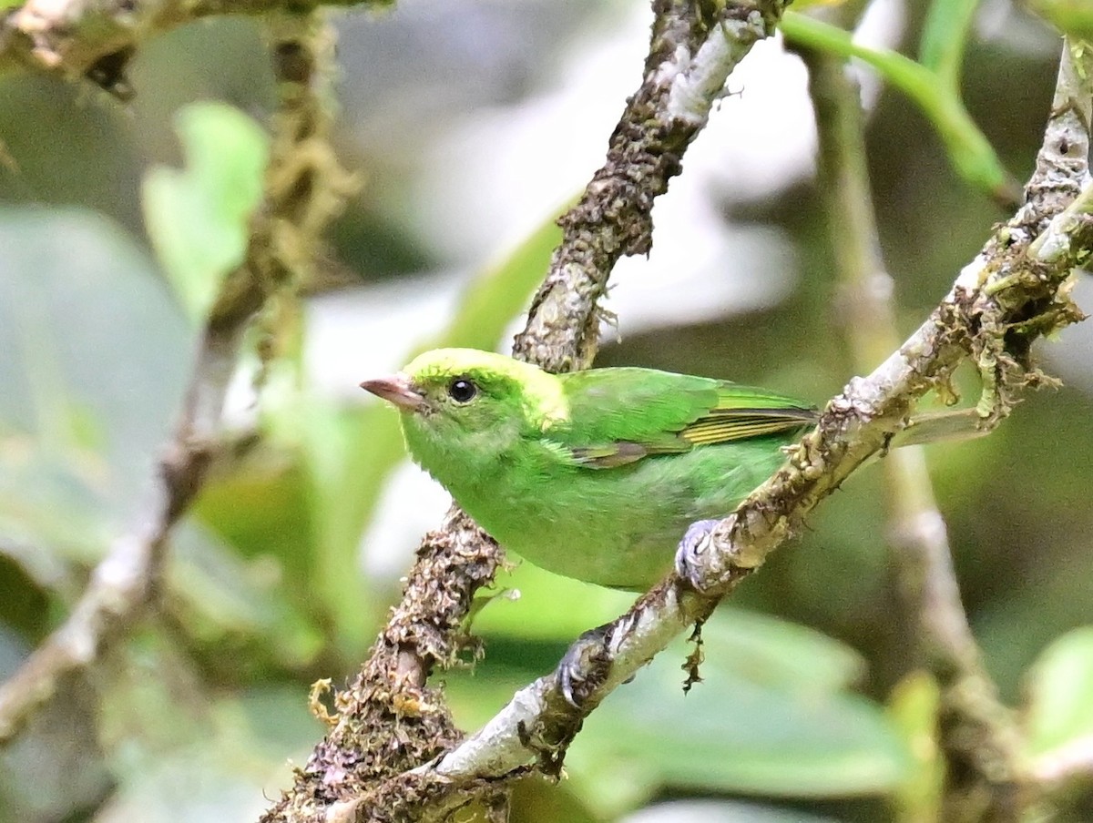 Rufous-winged Tanager - ML642692855