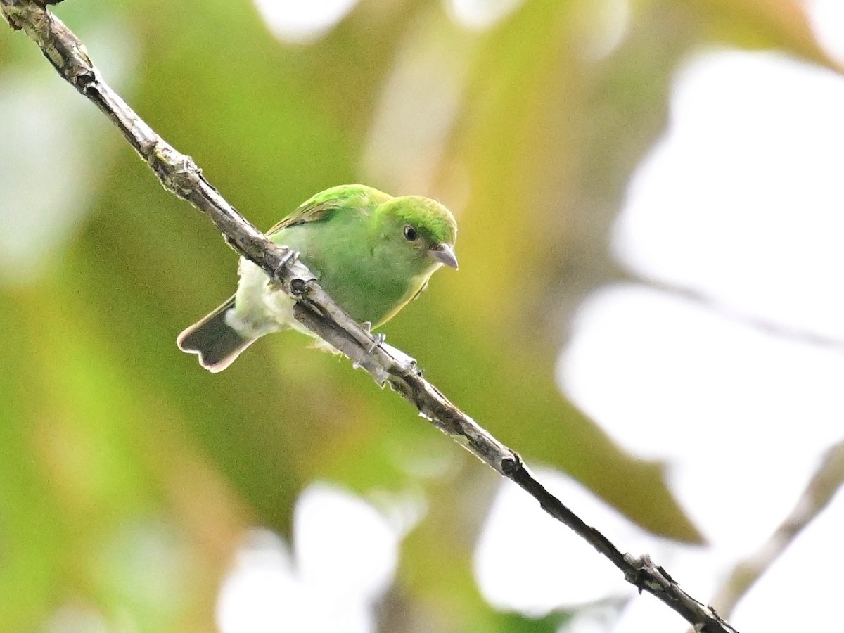 Rufous-winged Tanager - ML642692856