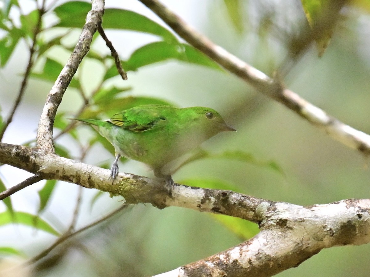 Rufous-winged Tanager - ML642692857