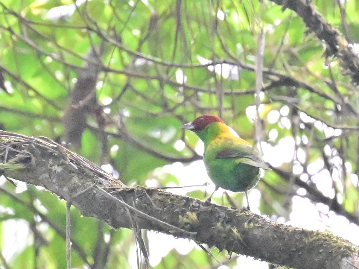 Rufous-winged Tanager - ML642692858