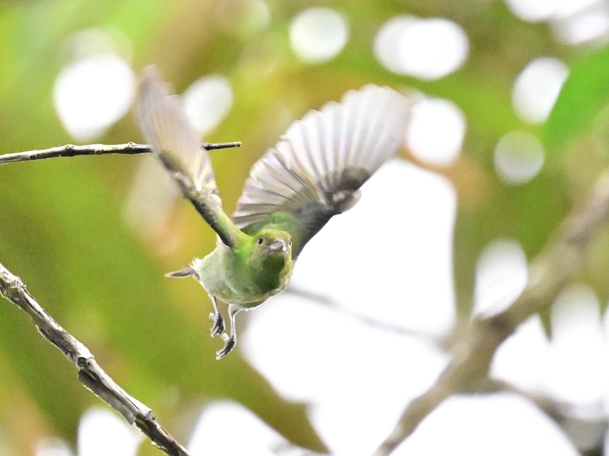 Rufous-winged Tanager - ML642692859