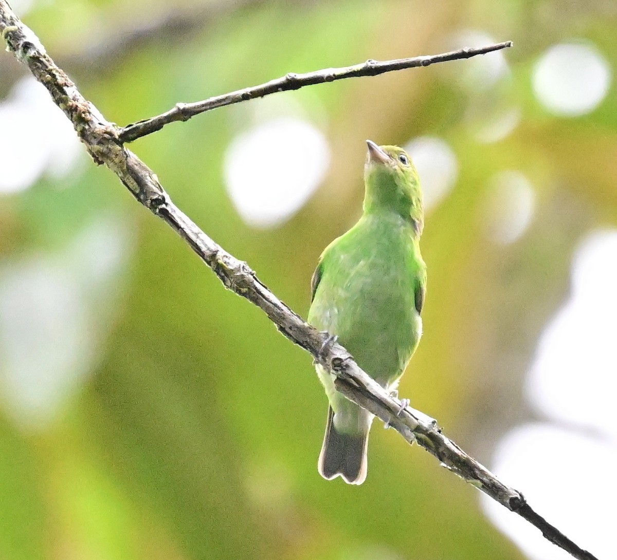 Rufous-winged Tanager - ML642692860