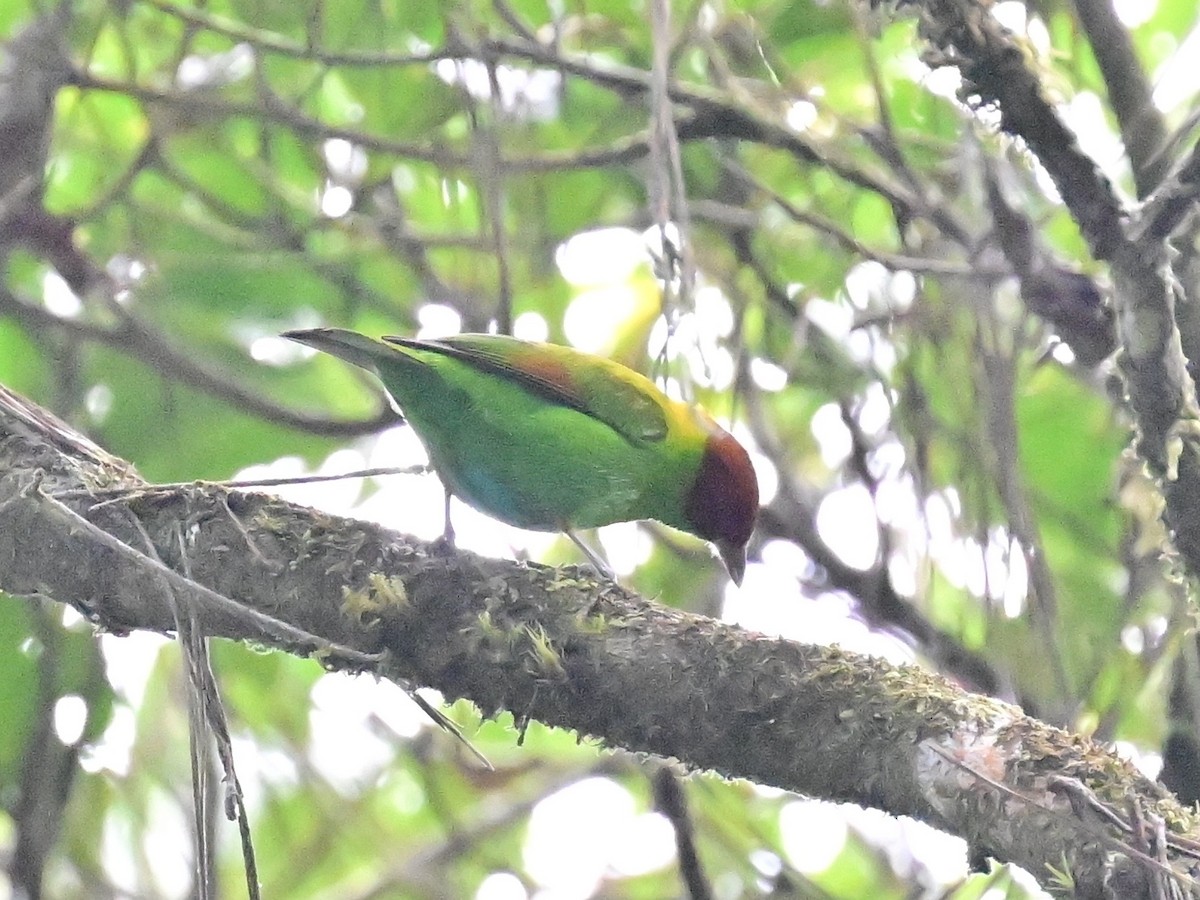 Rufous-winged Tanager - ML642692861