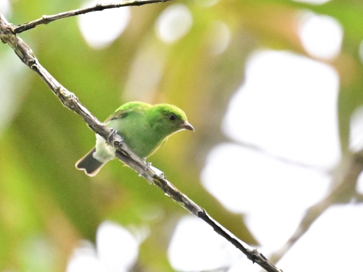 Rufous-winged Tanager - ML642692862