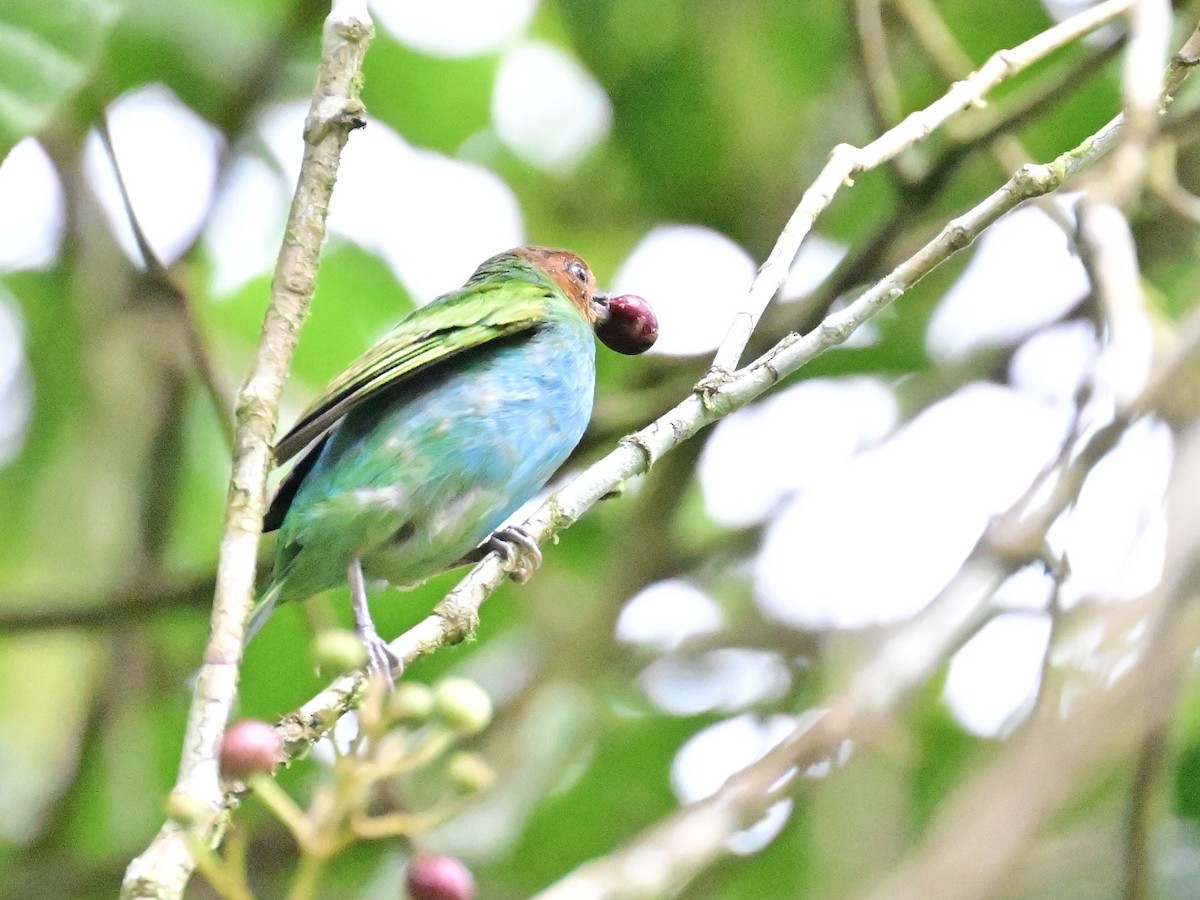 Rufous-winged Tanager - ML642692863