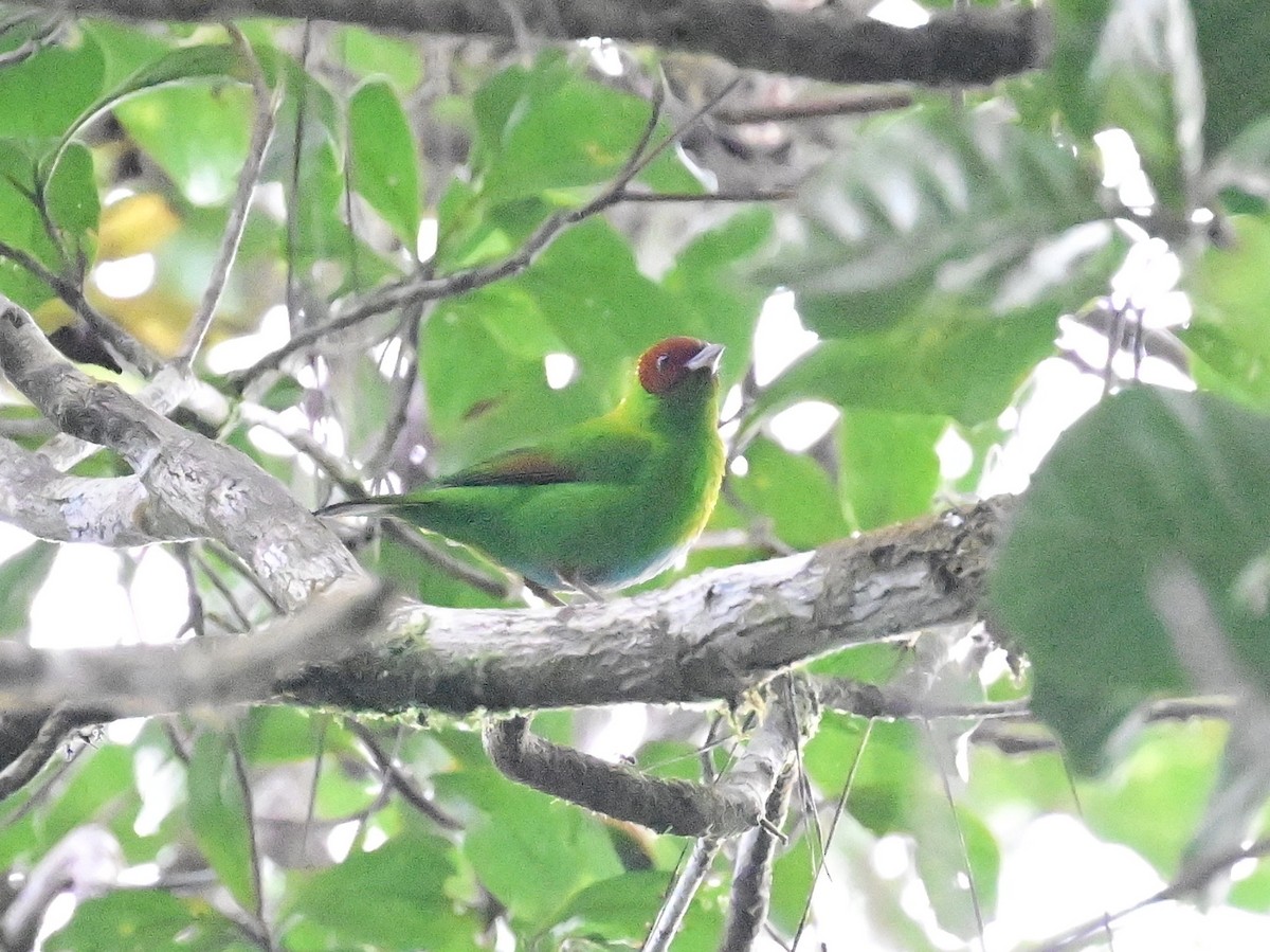 Rufous-winged Tanager - ML642692864