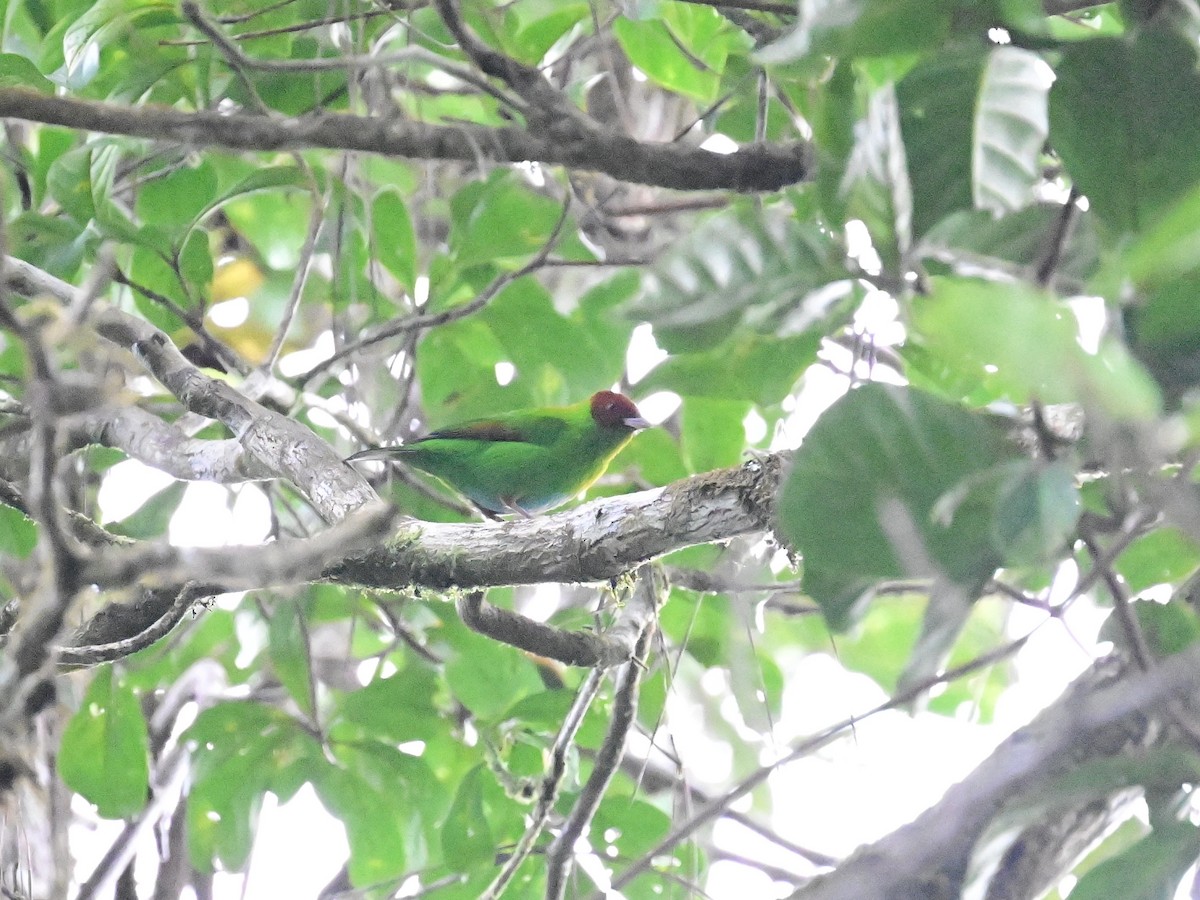 Rufous-winged Tanager - ML642692865