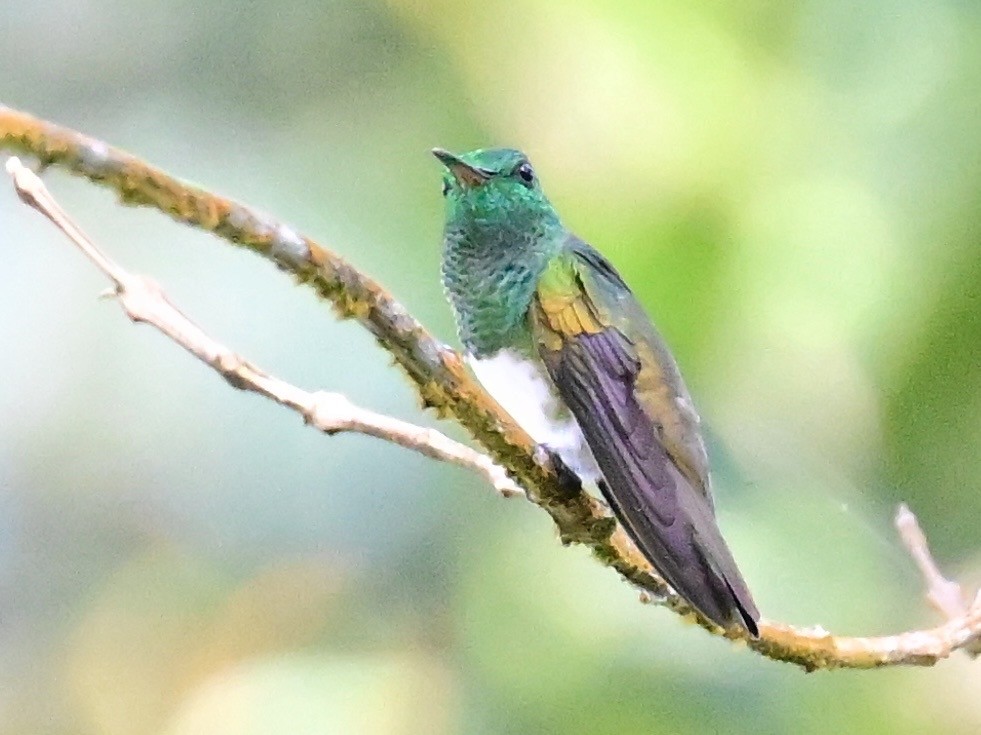Snowy-bellied Hummingbird - ML642692868