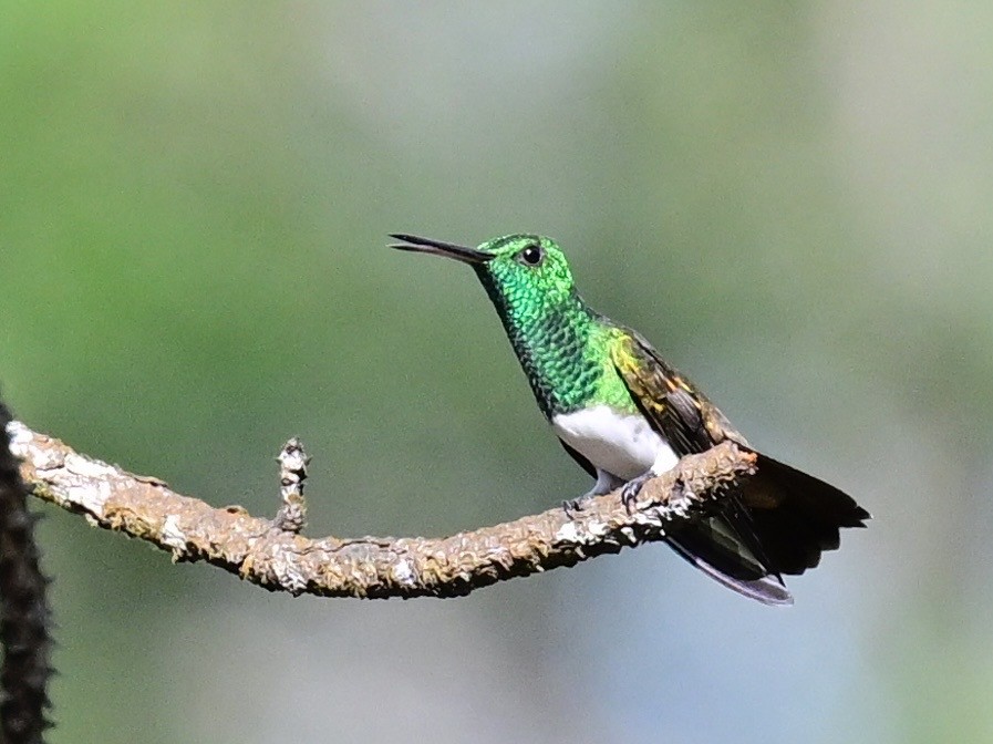 Snowy-bellied Hummingbird - ML642692869