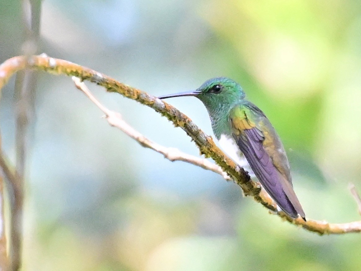 Snowy-bellied Hummingbird - ML642692870