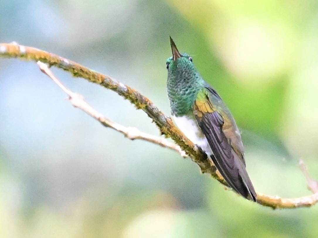 Snowy-bellied Hummingbird - ML642692871