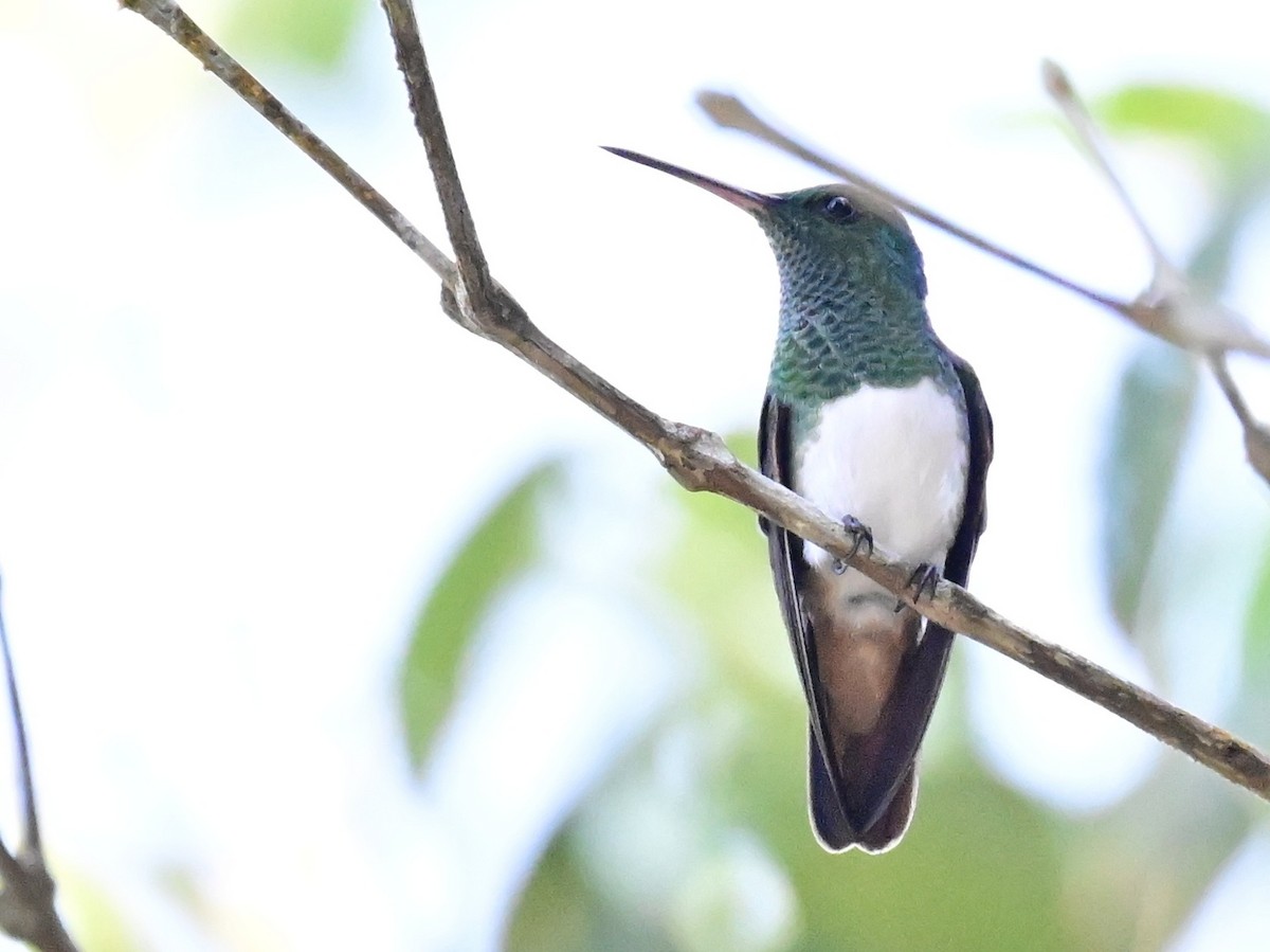 Snowy-bellied Hummingbird - ML642692872