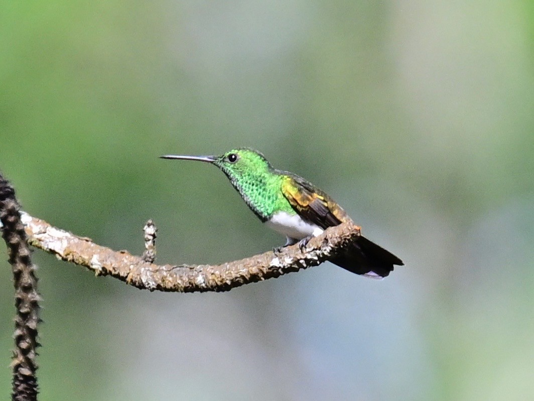 Snowy-bellied Hummingbird - ML642692873