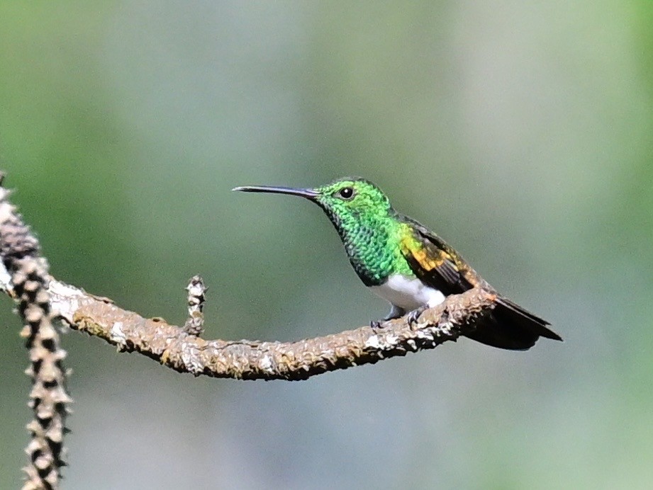 Snowy-bellied Hummingbird - ML642692874