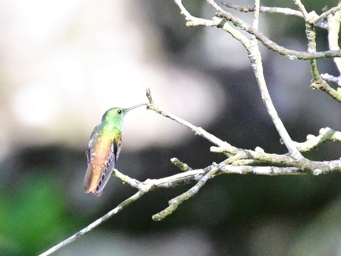 Snowy-bellied Hummingbird - ML642692875