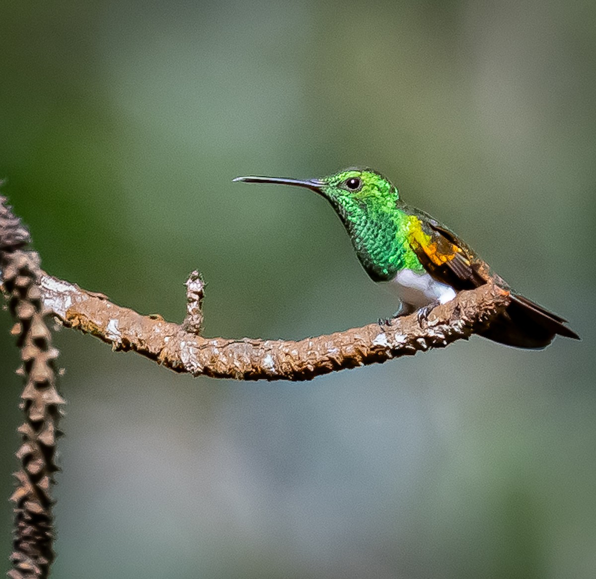 Snowy-bellied Hummingbird - ML642692876
