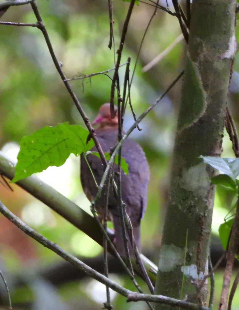 Ruddy Quail-Dove - ML642692877