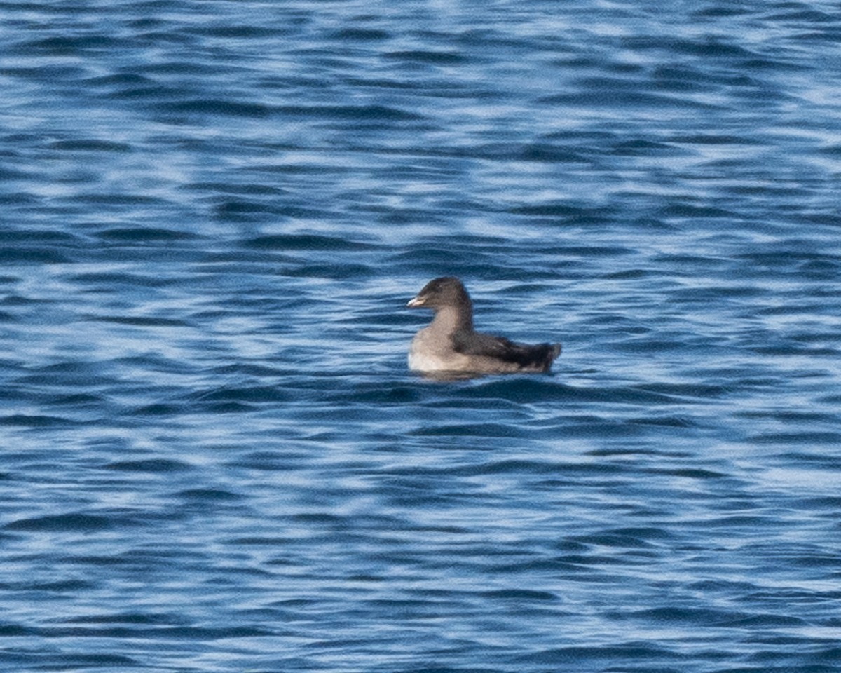 Rhinoceros Auklet - ML642692880